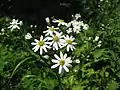 シラヤマギク(キク科) Aster scaber