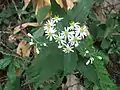シロヨメナ（キク科） Aster ageratoides subsp. leiophyllus