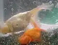 水泡眼