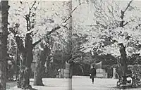 盛岡高等農林学校正門前桜並木