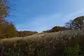 登山道脇のススキ