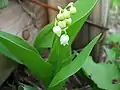 スズラン(ユリ科) Convallaria keiskei