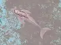 横浜市沖で発見されたスナメリの幼獣。