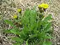 セイヨウタンポポ(キク科) Taraxacum officinale