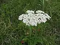 セイヨウノコギリソウ(キク科) Achillea millefolium