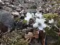 麓にある節分草自生地