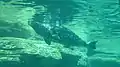 ゼニガタアザラシ