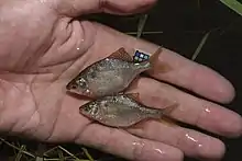 ゼニタナゴの雌雄