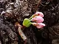 幹の途中から芽吹くソメイヨシノ