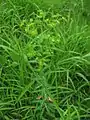 タカトウダイ(トウダイグサ科) Euphorbia pekinensis