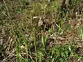 タガネソウ(カヤツリグサ科) Carex siderosticta