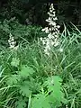 タケニグサ(ケシ科)Macleaya cordata