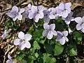 タチツボスミレ(スミレ科) Viola grypoceras
