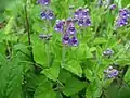 タツナミソウ(シソ科) Scutellaria indica