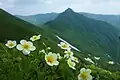 チングルマ