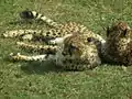 チーター