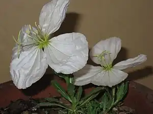 ツキミソウの開花状況