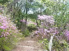 ツツジ（東面北ルート）