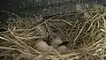 5月19日