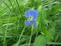 ツユクサ(ツユクサ科) Commelina communis