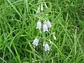 ツリガネニンジン(キキョウ科) Adenophora triphylla var. japonica