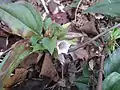 ツルリンドウ(リンドウ科) Tripterospermum japonicum