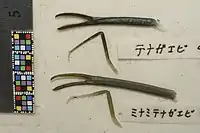 テナガエビとミナミテナガエビの違い