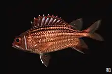 テリエビス