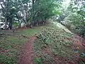 トオノクボのマルバダケブキ