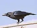 飛び立とうとするハシブトガラス