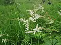 トリアシショウマ(ユキノシタ科) Astilbe thunbergii var. congesta