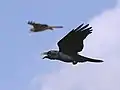 ハシブトガラスの飛翔