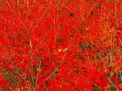 ドウダンツツジの紅葉