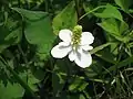ドクダミ(ドクダミ科)Houttuynia cordata