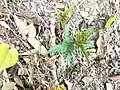 地下茎から出てきたシュート(宮崎県宮崎市)