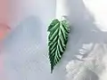 三裂した浅裂葉(宮崎県宮崎市)