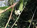 花弁が丸いタイプの花(宮崎県宮崎市)