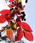 ナツハゼの紅葉と実