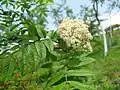ナナカマド(バラ科) Sorbus commixta