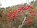 ナナカマド(実)(バラ科) Sorbus commixta