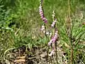 ネジバナ(ラン科) Spiranthes sinensis var. amoena