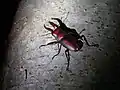 小歯型のオス