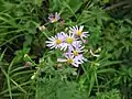ノコンギク(キク科) Aster ageratoides var. ovatus