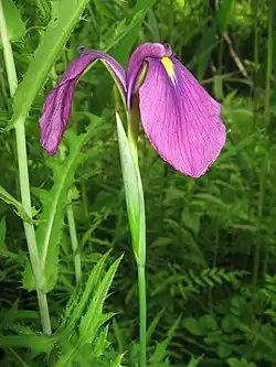 Iris_ensata_var._spontanea