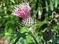 ノハラアザミ(キク科) Cirsium oligophyllum