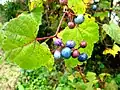 ノブドウ(実)(ブドウ科) Ampelopsis brevipedunculata var. heterophylla