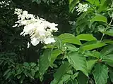 ノリウツギ H. paniculata