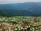 ハクサンイチゲが広がる（眼下に苗場スキー場）