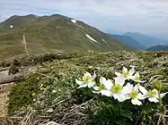 ハクサンイチゲと仙ノ倉山