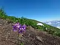 山頂付近に咲くハクサンコザクラ